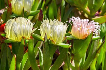 Flore Méditerranéenne