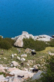 Chèvres  corses