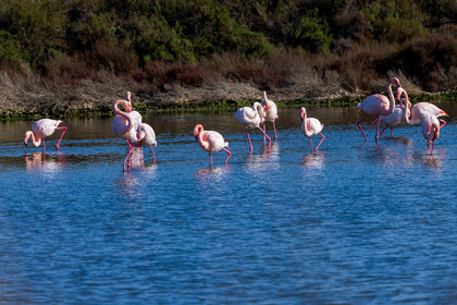 Flamant rose