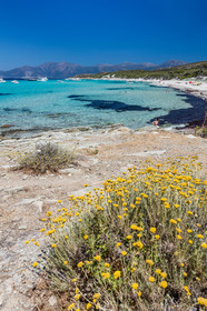 Saleccia