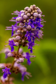 Flore corse