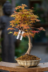 Bonsai