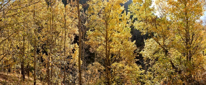 Saint-Dalmas-le-Selvage