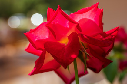 Flore corse