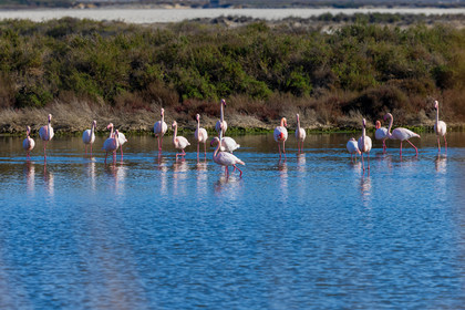 Flamant rose