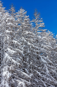 La Foux-d'Allos