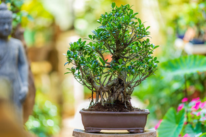 Bonsai Center