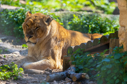 Lionne