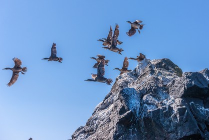 Cormoran