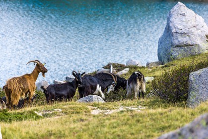 Chèvres  corses