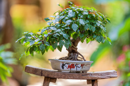 Bonsai Center
