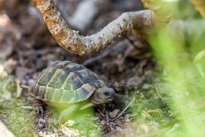 Tortue d'Hermann, Testudo hermanni