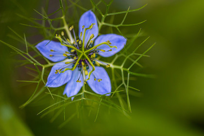 Flore