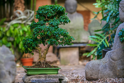 Bonsai