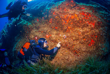 Plongée-sous-marine