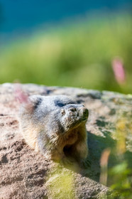 Marmotte