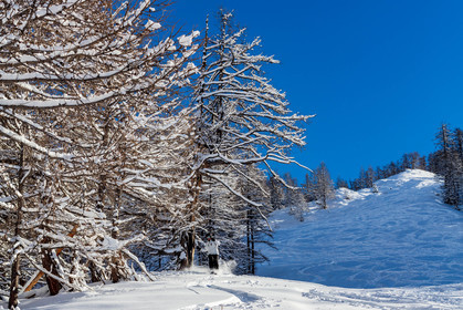 Auron