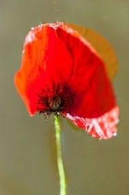 Coquelicot