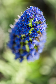 Flore Méditerranéenne