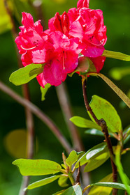 Rhododendron