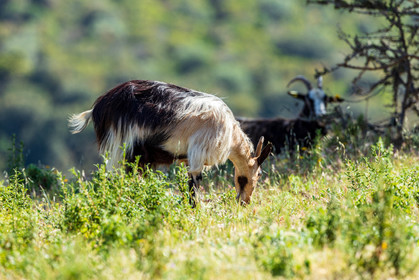 Faune corse