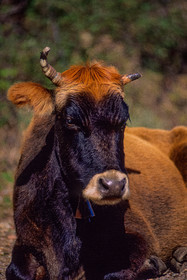 Faune corse