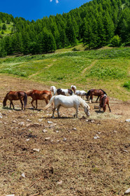 Equitation