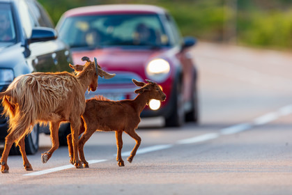 Faune corse