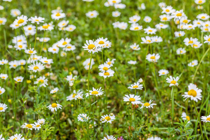 Flore alpine