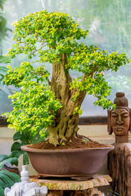 Bonsai Center