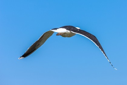 Molène