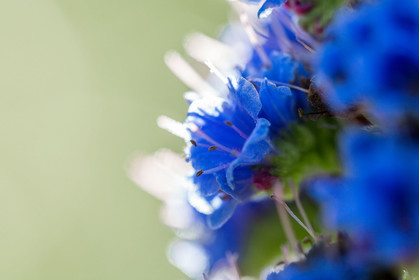 Flore Méditerranéenne