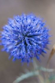 Chardon, Carduus defloratus