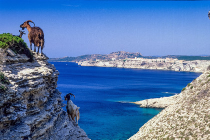 Faune corse