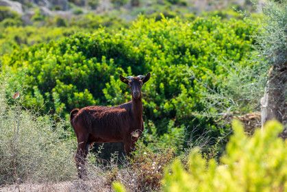 Faune corse