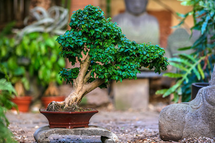 Bonsai