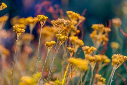 Immortelle commune, Helichrysum stoechas