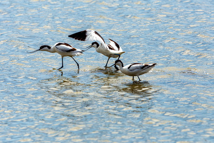 Salins d'Hyères