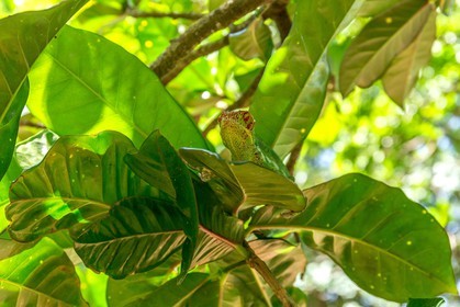 Caméléon, Endormi