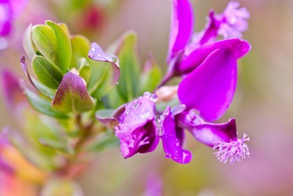 Polygala, polygala vulgaris