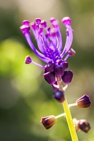 Flore Méditeranéenne