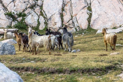 Chèvres  corses