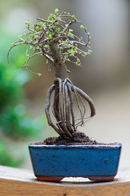 Bonsaï