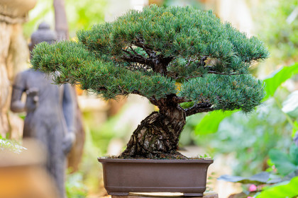 Bonsai
