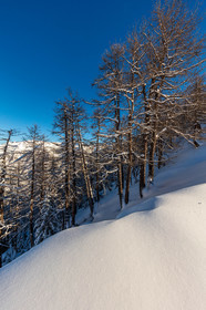 Auron