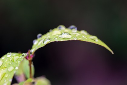 Chèvrefeuille, Lonicera