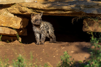 Parc animalier de la Barben