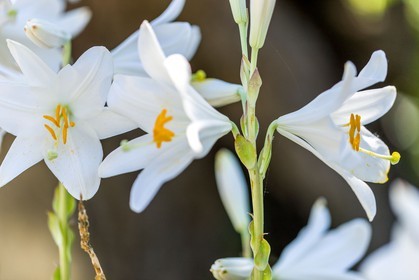 Flore Méditerranéenne