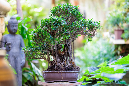 Bonsai Center