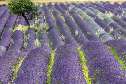 Lavande, Lavandula